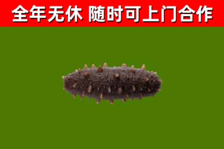 庆阳烟酒回收干海参.jpg